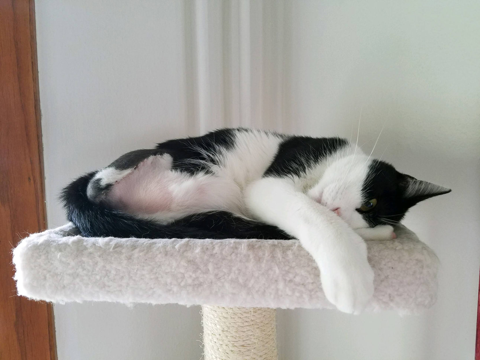 Moochie the cat sleeps on tower top